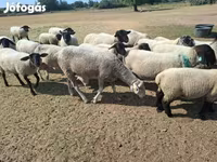 نعجة, White Suffolk sheep — الصورة 8