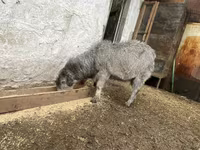 بکرا, Alpine goat — تصویر 4