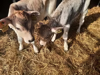 Toro, Simmental cattle — foto 2