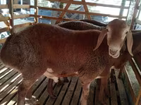Får, Hissar sheep — foto 1