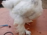Brahma — foto 5