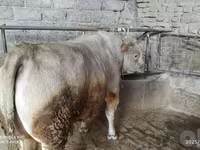ষাঁড়, Simmental cattle — ছবি 3