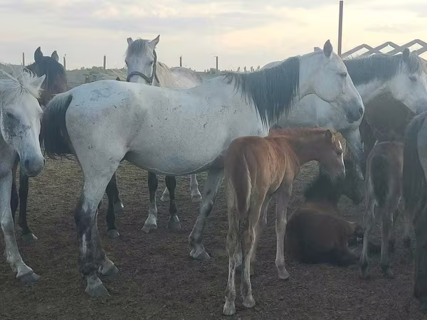 Kuda betina, Horses