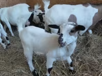Ziegenbock, Dutch Landrace goats — Foto 1