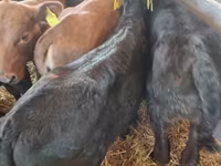 公牛, Limousin cow — 照片 7