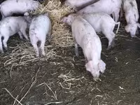 Babi betina, Ландрас — foto 3