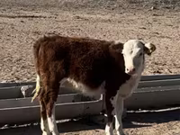 گاو ماده, Latvian Blue cattle — عکس 7