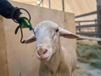 Baran, Lacaune sheep — zdjęcie 2