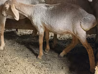 Beran, Arashan sheep — foto 4