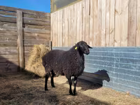 قوچ, Hissar sheep — عکس 1