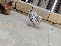Chickens — foto 6