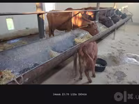Կով, Simmental cattle — լուսանկար 2