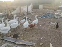 Geese — Foto 3
