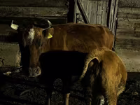 Lembu betina, Latvian Blue cattle — foto 1