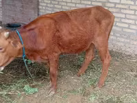 公牛, Cattle — 照片 2