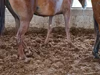 مادیان, Horse breed — عکس 5