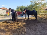 Hingst, Hästar — foto 4