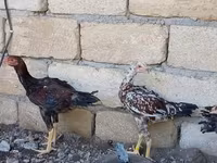 Chickens — fotografija 1