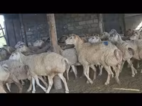 Ido, Sheep — sawirka 1