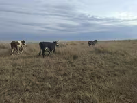 Cow, Cattle — photo 3