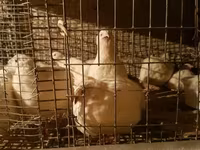 Quails — zdjęcie 7
