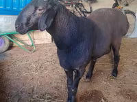 قوچ, Hissar sheep — عکس 1