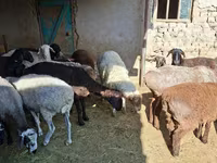 قوچ, گوسفند — عکس 5