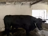 Toro, Aberdeen Angus — foto 3