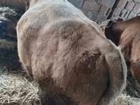 Bou, Simmental cattle — foto 3