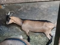 แพะตัวผู้, Alpine goat — รูปภาพ 2