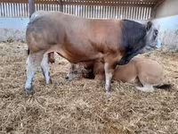 Taureau, Partenaise cattle — photo 8