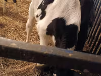Bull, Russian Black pied cattle — photo 1