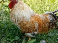 Chickens — foto 3