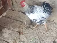 Chickens — عکس 3