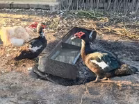 Ducks — foto 5