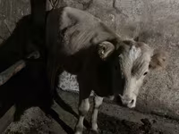 گاو ماده, گاو — عکس 7