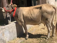 Կով, Ջերսի ցեղատեսակ — լուսանկար 1