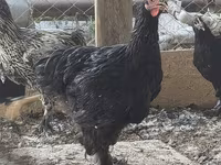 Brahma — fotografija 2