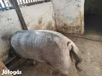 Scrofa, Мангалица — foto 7