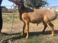 Widder, Rhon sheep — Foto 1