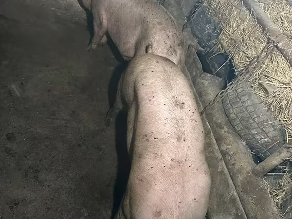 Kanec, Prasata