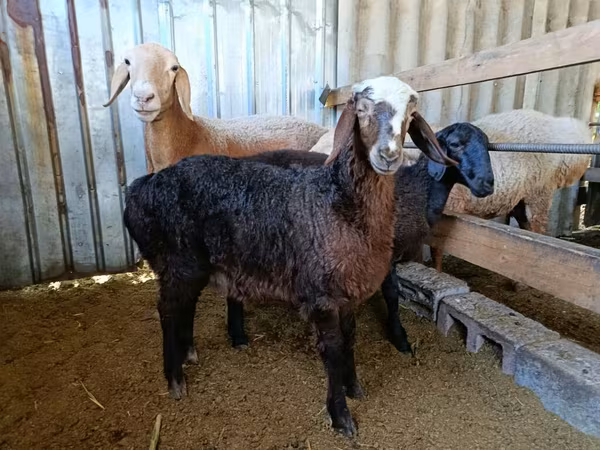 मेढ़ा, Edilbay sheep