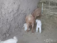 Koza, Alpine goat — foto 6