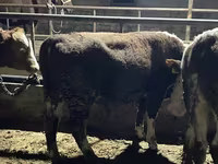 Býk, Latvian Blue cattle — foto 4