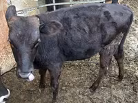Toro, Aberdeen Angus — foto 1