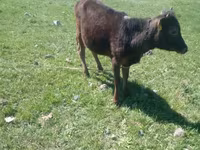Lembu jantan, Cattle — foto 2