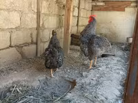 سلووینین بارڈ ہن — تصویر 3