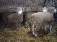 公羊, Ile-de-France sheep — 照片 3
