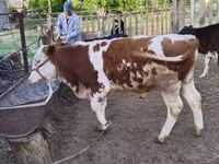 سانڈ, Simmental cattle — تصویر 8