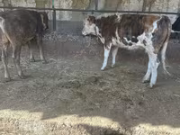 ষাঁড়, Simmental cattle — ছবি 2